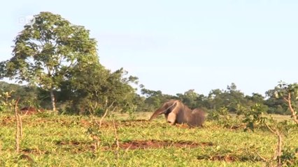 Measuring biodiversity made easy |