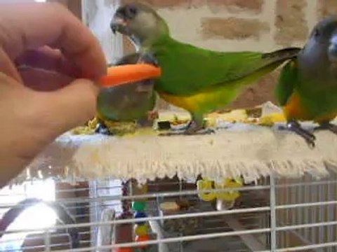 mes youyou du senegal mange de l'oeuf dur