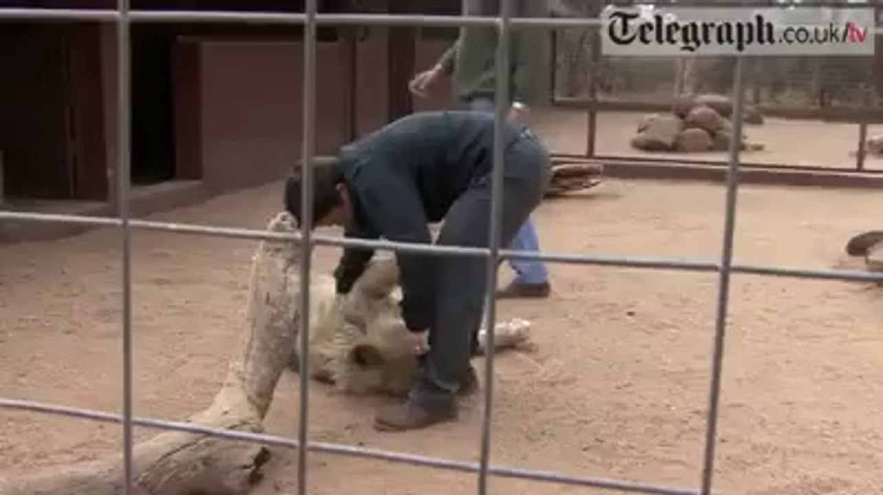 Play with Lion