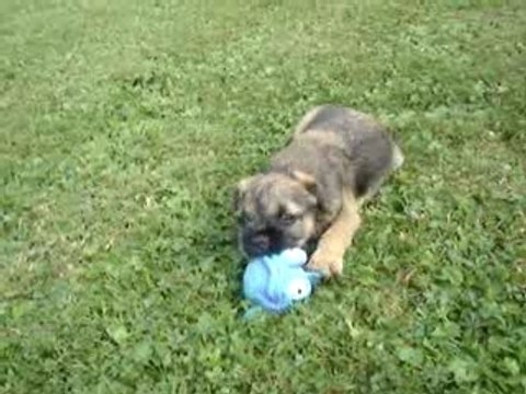 BORDER TERRIER Elvis petit