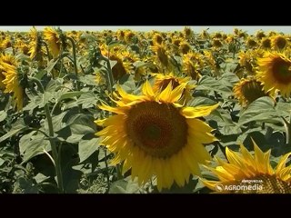 SVET POLJOPRIVREDE 338