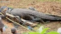 World's Largest Crocodile Caught alive Almost Escapes Capture In Village Center