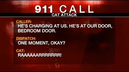 Une famille prise en otage par un chat appelle la police
