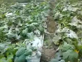 Ramacca (danni pioggia di venerdì 16 genn. 2010)