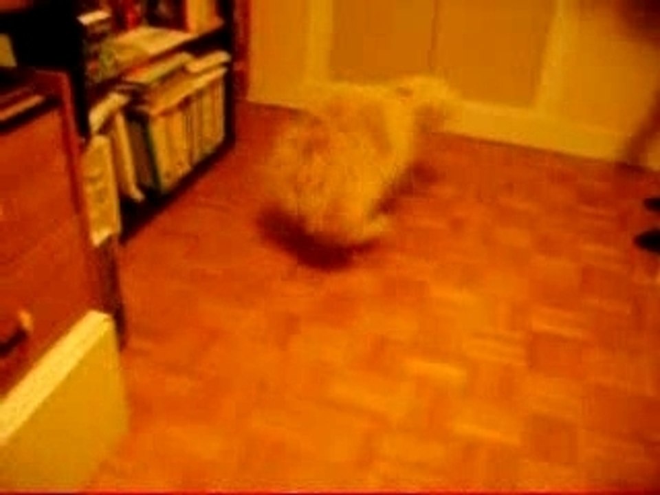 experience tourniquet du chien