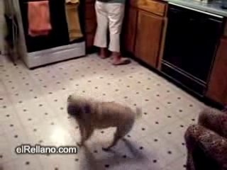 un autre chien de Régis