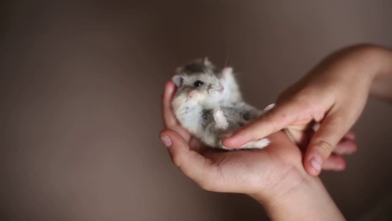 Happy Hamster Is Delighted to Be Petted
