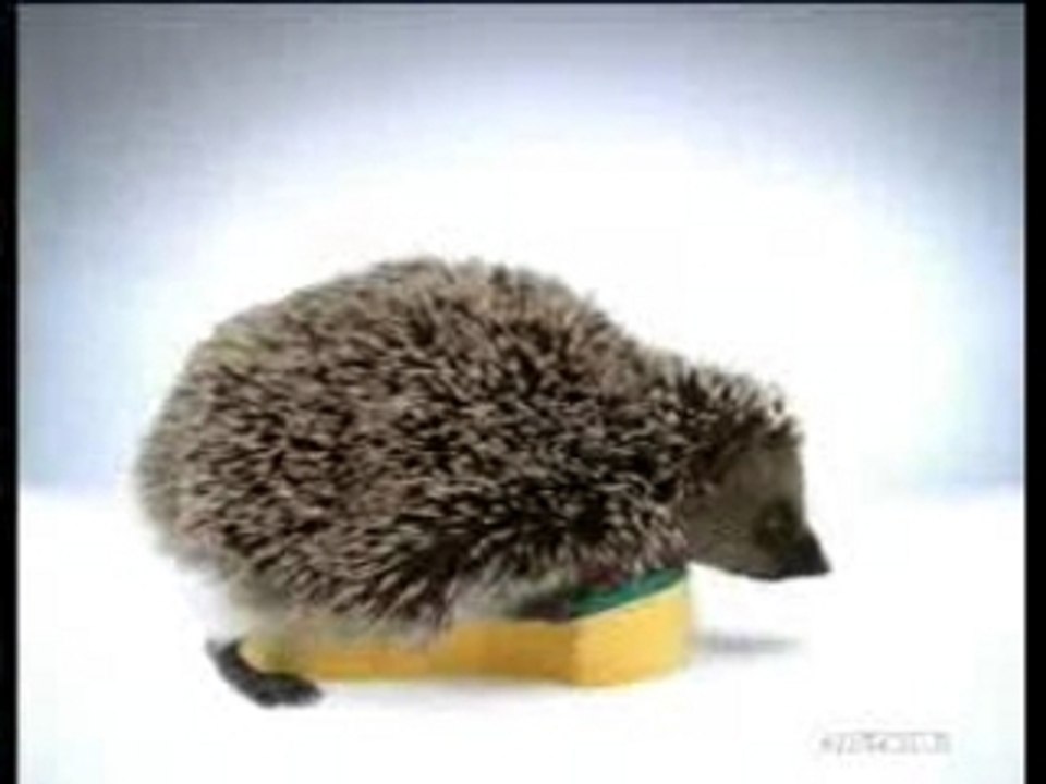 Spontex sexy éponge