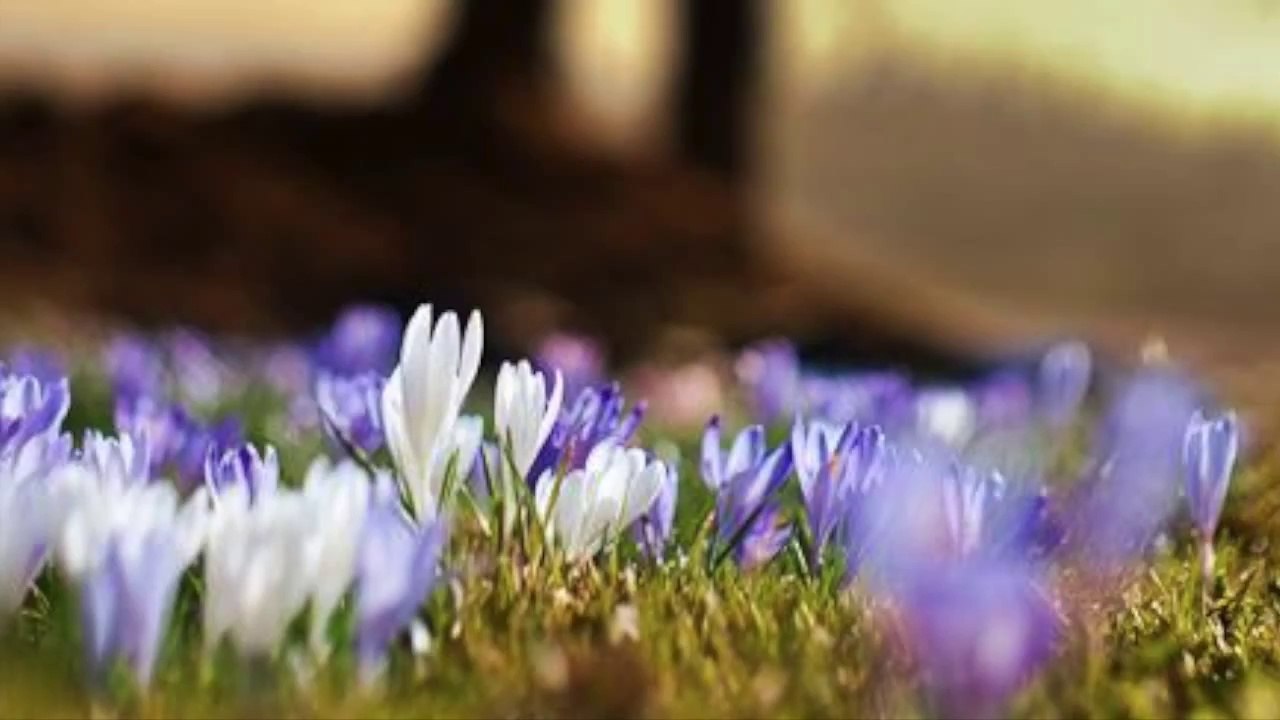 The Awakening