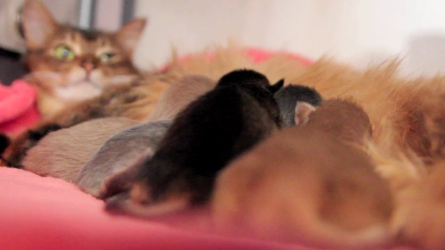 2014-Chatons Somalis