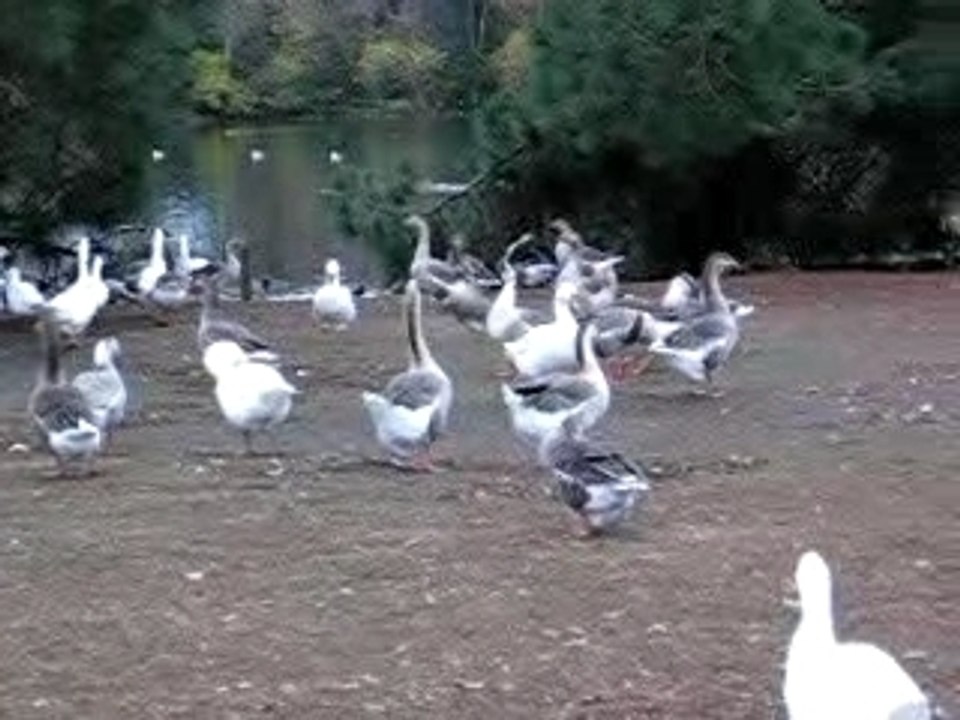 The Geese's Assmble