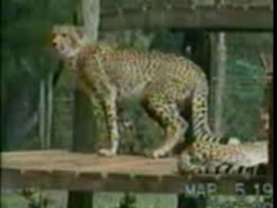 Guepard1