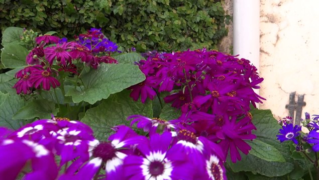 Flowers: Sony Cyber shot DSC HX200 V 12 March 2014 Awna-e-Iqbal Lahore Pakistan. — at Lahore awan-e-Iqbal.