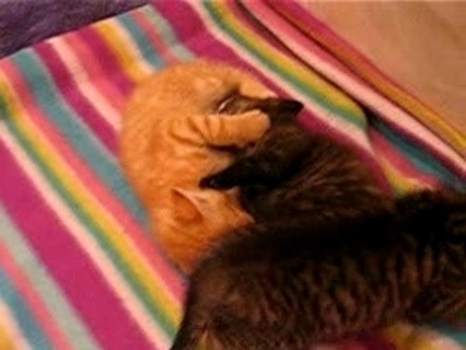 "Chat"mailleries