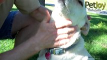 How To Clean Your Dog’s Ears Yourself To Avoid Itching, Infections, and Costly Vet Visits -- Video  Instruction