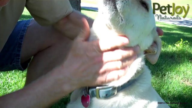 How To Clean Your Dog’s Ears Yourself To Avoid Itching, Infections, and Costly Vet Visits Video Instruction