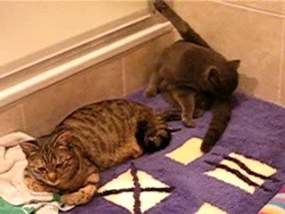 "Chatons"maillerie