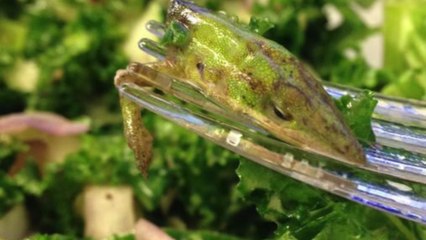Woman Discovers a Lizard Head in Her Salad