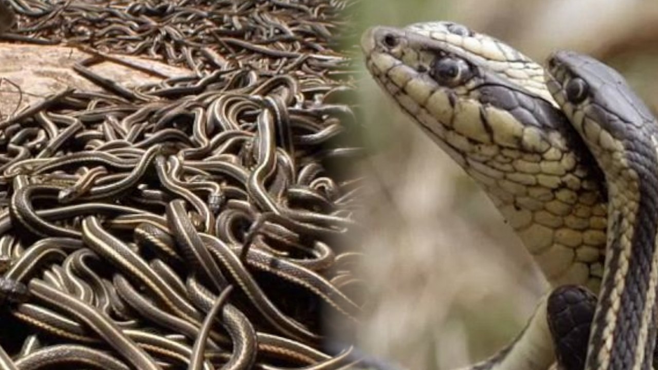 It's Mating Season for Snakes, and Nightmare Season for Us