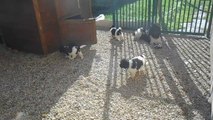 Portée de Gothann 13/01/2014 - les chiots jouent de hors