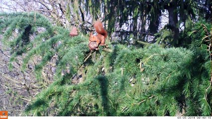 Le garde-manger de l'écureuil roux (2)
