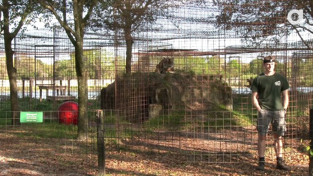 Never Turn Your Back on BIG CATS!