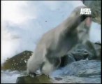 amazing animal planet video hindi