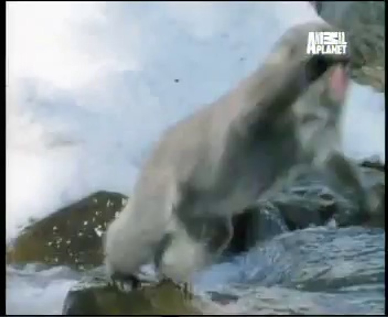 ⁣amazing animal planet video hindi