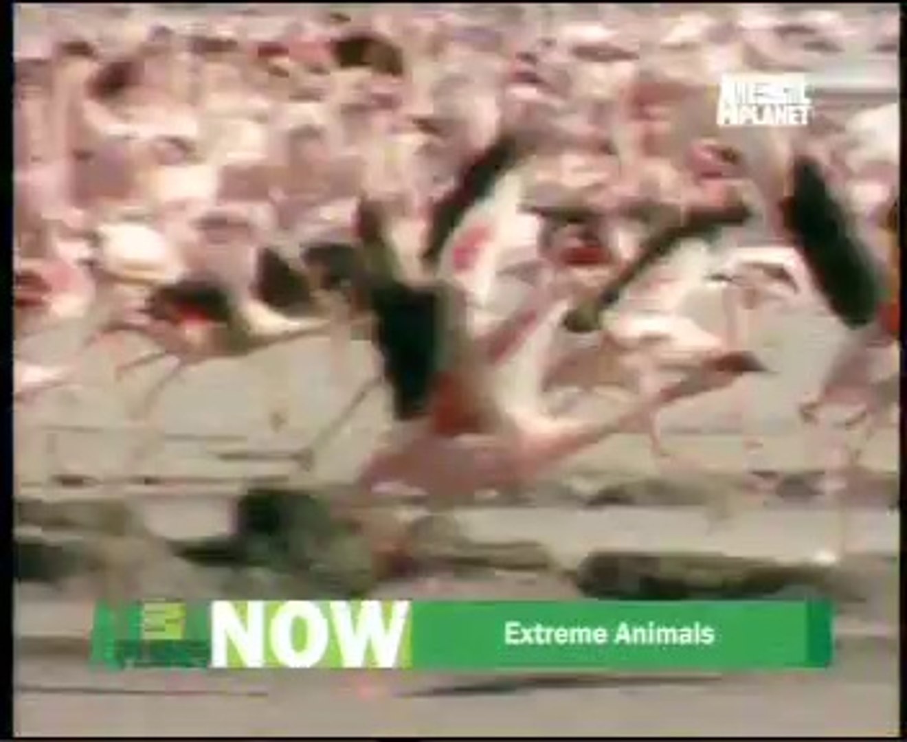 ⁣amazing Animal planet hindi story video 2