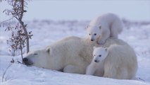La vidéo la plus mignonne de l'histoire..? Maman ours blanc et ses petits..