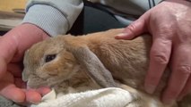▶ 鳴きすぎるウサギ　(おねだりダンダンウー!!)　 The cry of a rabbit (dan-dan-woo!!) - YouTube [720p]