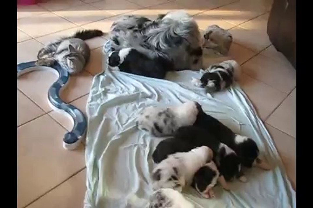 Berger Australien chiots de 24 jours