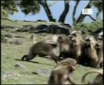 amazing Animal planet hindi story video