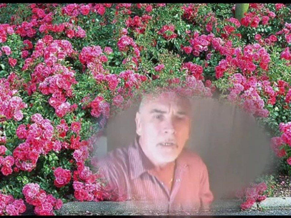 Ma rose d'Alsace