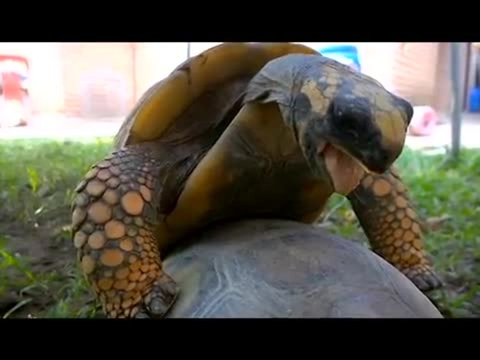 Une tortue s'accouple et fait des bruits bizarres