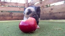 Micro Pig Compilation Is The Cutest Video Ever !!