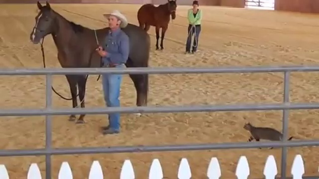 Crazy cat attacking a horse