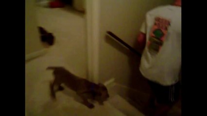 How Lazy Dogs Go Downstairs