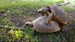 Des tortues font un GROS câlin... mais pas facile avec la carapace!