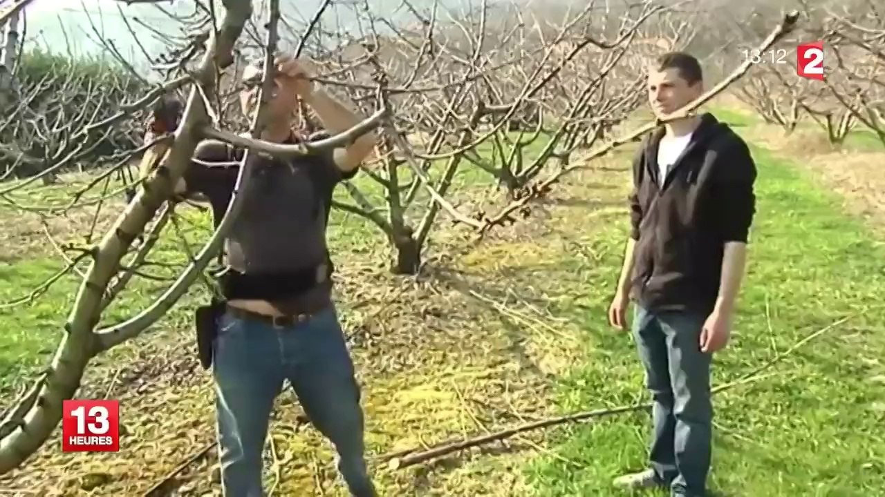 Les saisonniers de moins de 18 ans interdits d'escabeaux, les arboriculteurs râlent