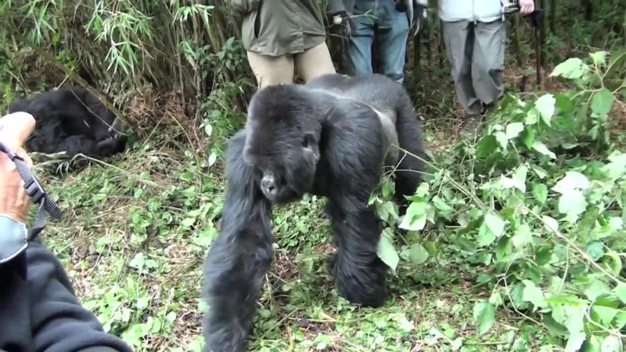 Attaque de gorille