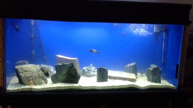 Tropheus ikola 500 Lt. Tankım