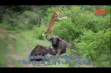 الصديق الحقيقي عند الضيق~ لبوئة تتعرض للنطح من الجاموس.