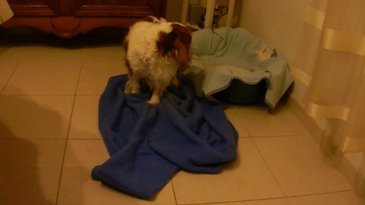 TOTO préfère se coucher à côté de son panier mdr
