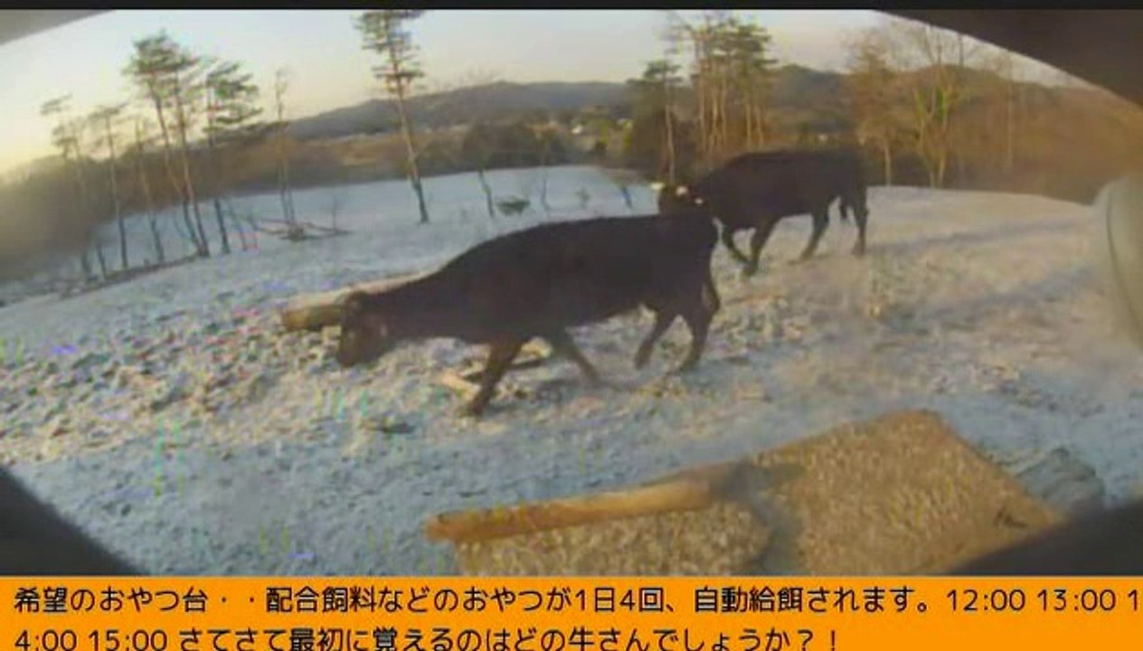 2014-03-08 06-21　牧場三号機　早朝の新雪の上を歩く牛達　