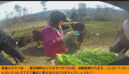 2014-03-08 15-35　牧場三号機　女性ボラさん　青草