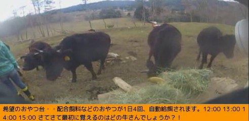 2014-03-10  12-26　牧場三号機　女性ボラさん　チモシー争奪戦
