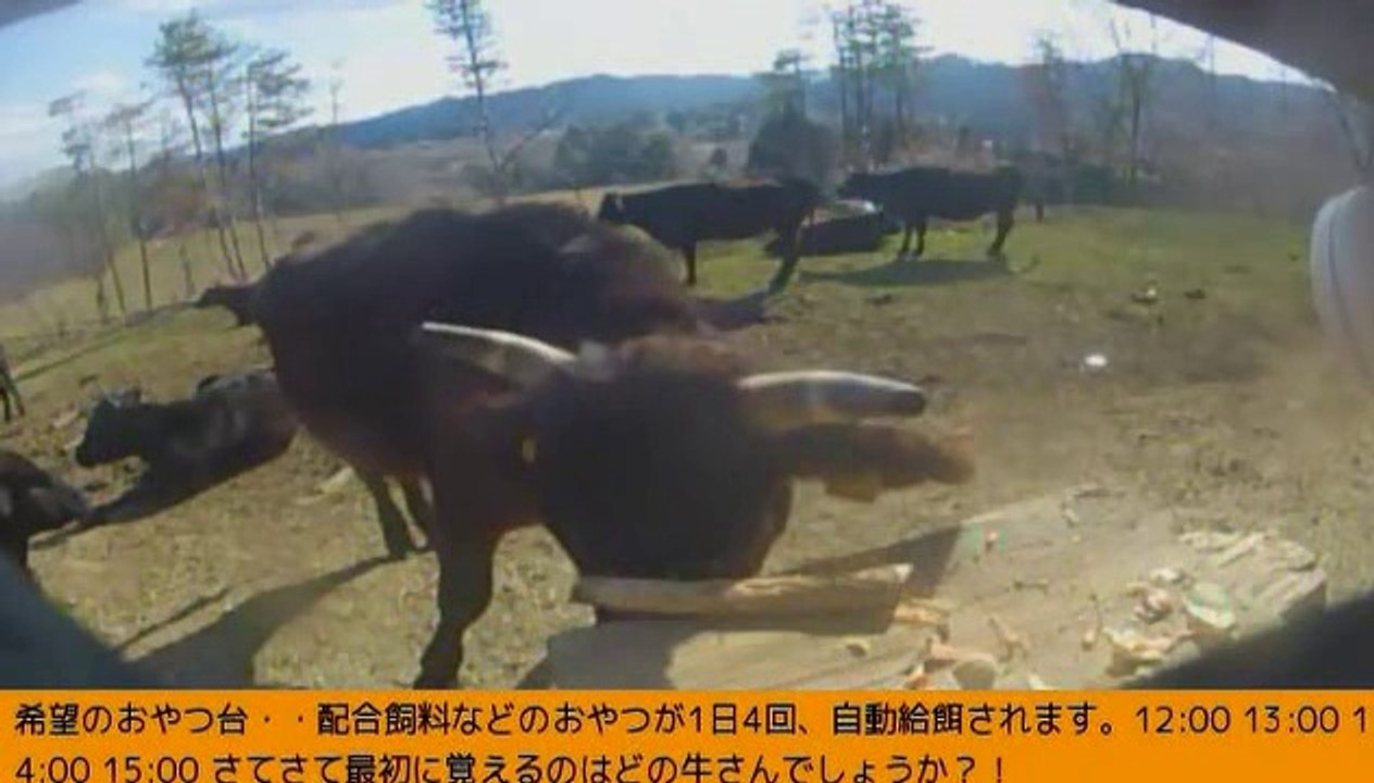 2014-03-11 15-20　牧場３号機　シズ姉さん　女性ボラさん