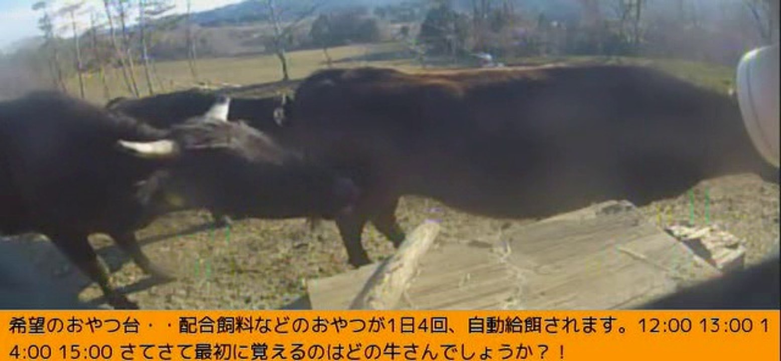 2014-03-10 15-10  牧場三号機　ラブラブカップル？　ロクちゃん