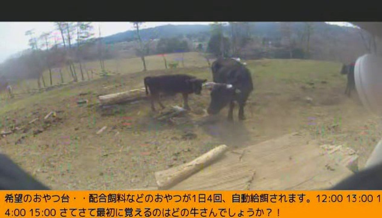2014-03-12 14-58　牧場三号機　牛母子　おやつ無し